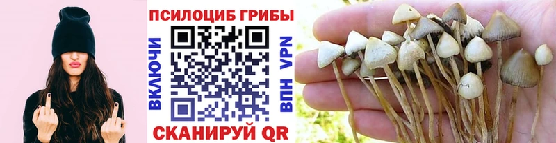 Псилоцибиновые грибы GOLDEN TEACHER дарк нет как зайти Приволжск закладка